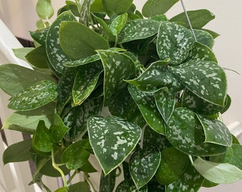 Large. Scindapsus Pictus 'argyraeus' - Silver Pothos in 6 Inch