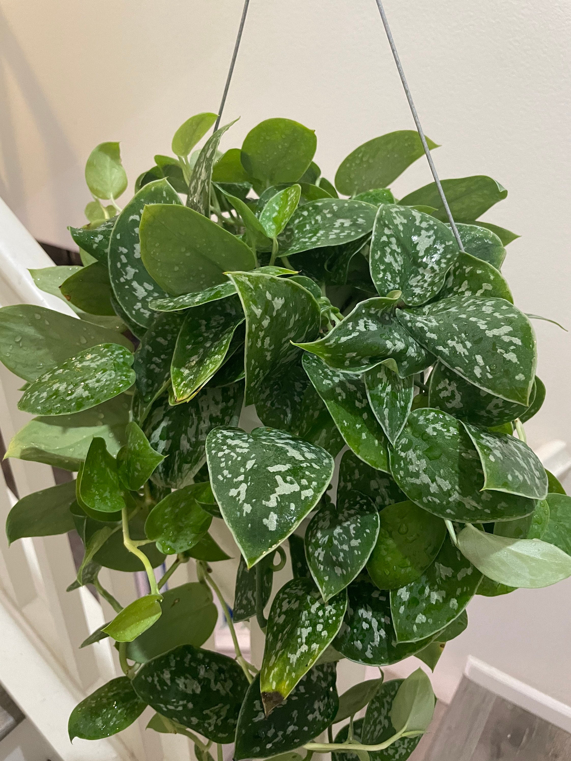 【超マニア向け】Pothos aff.remotiflorus【ジメジメ系】① Large. Scindapsus Pictus 'argyraeus' - Silver Pothos in 6 Inch