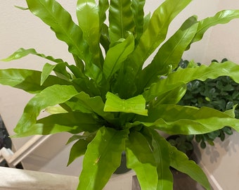 6 inch potted live plant -Japanese Birds Nest Fern -Easy care, air purifier,low light