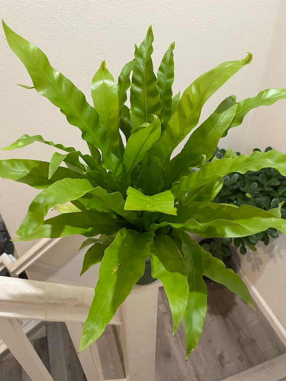 6 Inch Potted Live Plant -japanese Birds Nest Fern -easy Care, Air  Purifier,low Light - Etsy Israel