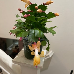 4 inch  potted-Schlumbergera truncata -Thor Sophie -Thanksgiving Cactus - dark yellow blooms