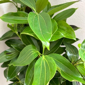 1 gal 1 ft tall Canella Cinnamon Tree -office plant- Air purifier-patio plant -indoors outdoors