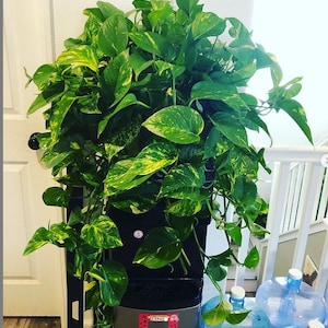 XXL Golden Pothos 1.5ft wide with 1.5 ft Trailing Golden pothos inch live potted plant-Hard to Find this size-Variegated Pothos