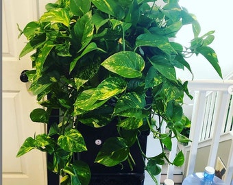 XXL Golden Pothos 1.5ft wide with 1.5 ft Trailing Golden pothos inch live potted plant-Hard to Find this size-Variegated Pothos