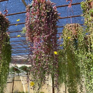 May include: A hanging planter filled with trailing succulents with purple stems and green leaves. The planter is hanging from a metal frame in a greenhouse setting.