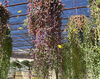 XL Trails 6 inch pot- ruby necklace succulent -plant similar to picture not exact -Othonna Capensis-turns red under stress-read description
