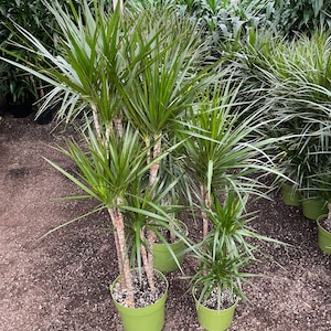 4-6 ft  -4 cane in a pot - growers pot not included -Dracaena marginata-Madagascar Dragon Tree-Indoor or outdoor -air purifier-easy care.