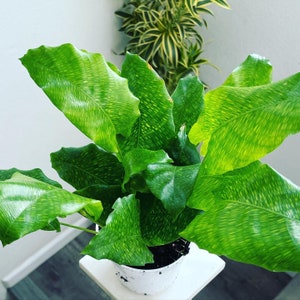 Calathea network   -live house plant - air purifying plant-pet friendly-similar to photo