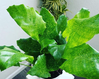 Calathea network   -live house plant - air purifying plant-pet friendly-similar to photo