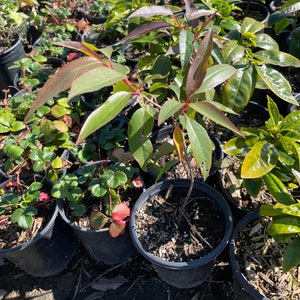 May include: A close-up of a small potted tree with green leaves and reddish-brown stems. The tree is surrounded by other potted plants, including a strawberry plant with pink flowers.