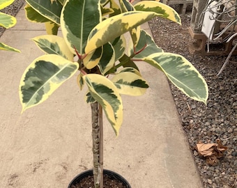 Ficus Tineke, de 90-120 cm de altura, con hojas variegadas en blanco y verde, de forma estándar (similar a la foto, no idéntica), de 90-120 cm de altura.