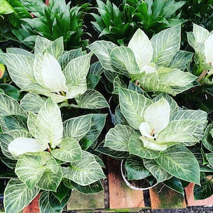 6 inch Live- Philodendron Birken similar to picture not exact -each plant is unique