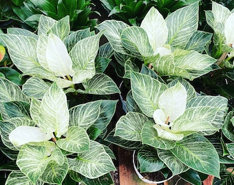 6 inch Live- Philodendron Birken similar to picture not exact -each plant is unique