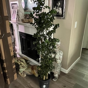 XL 4ft - Polyscias Guilfoylei Black Aralia -great for bonsai air purifier-low water needs - indoors- dark green black curly  foliage