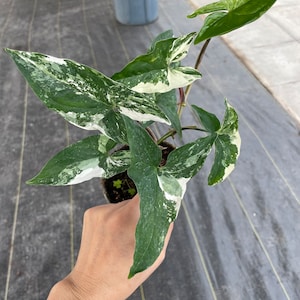 4 inch Hard to find - Syngonium Albo Variegated-not exact similar photo