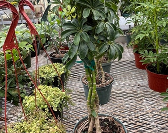 2ft  - Dwarf Umbrella Tree - Schefflera! Green great for bonsai project