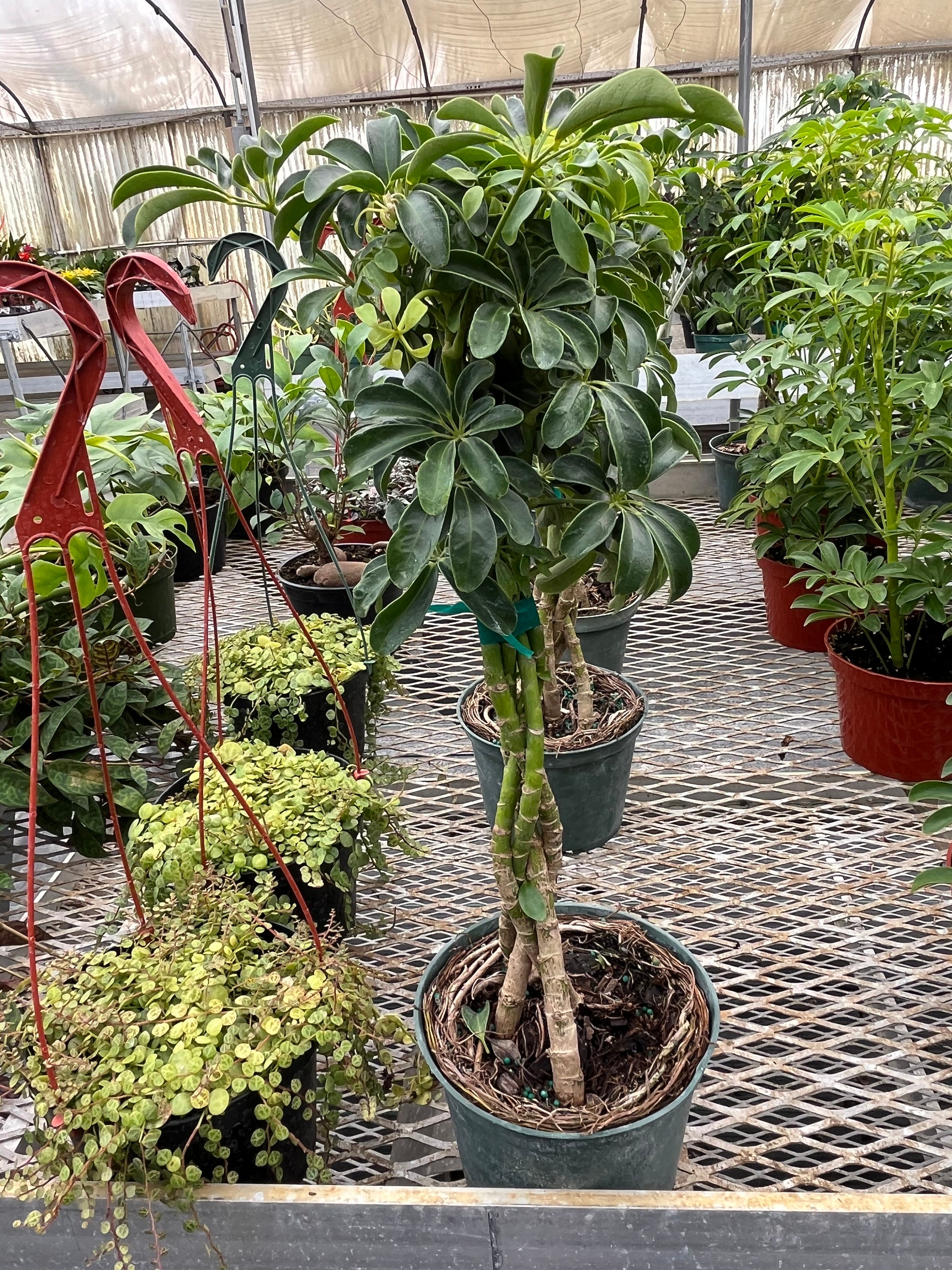2ft - Dwarf Umbrella Tree - Schefflera! Green Great for Bonsai