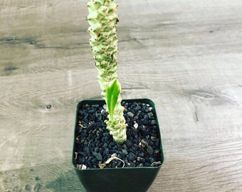 Monadenium stapelioides variegated -5 inches tall