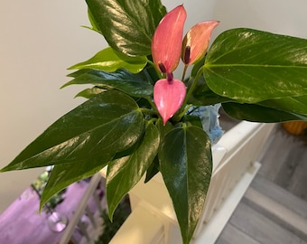 Hard to find - 4 inch potted live plant -light purple anthurium- anthurium zizou