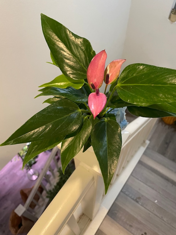 cool beauty dieffenbachia Dieffenbachia 'Cool Beauty'  Secret Garden Plant Shop