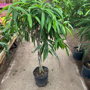 3-4 ft Braided  Ficus maclellandii (common name Alii fig or banana-leaf fig) -Ships in growers pot