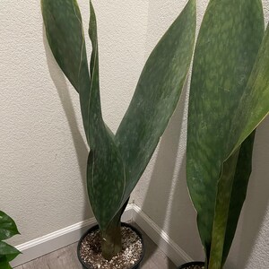 XXXL- 3-4ft Tall Snake Plant -air Purifier-sansevieria Masoniana Whale