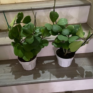 XXL -large 6 inch pot Hoya Kerri-hard to find this size- not exact plant -similar