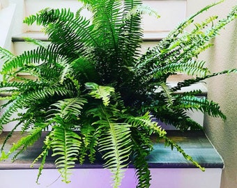 XXL -2-3ft   wide in 8 pot -Kimberly queen fern (Nephrolepis obliterata) , Outdoor Air Purifier-low light - bathroom plant-hard to find