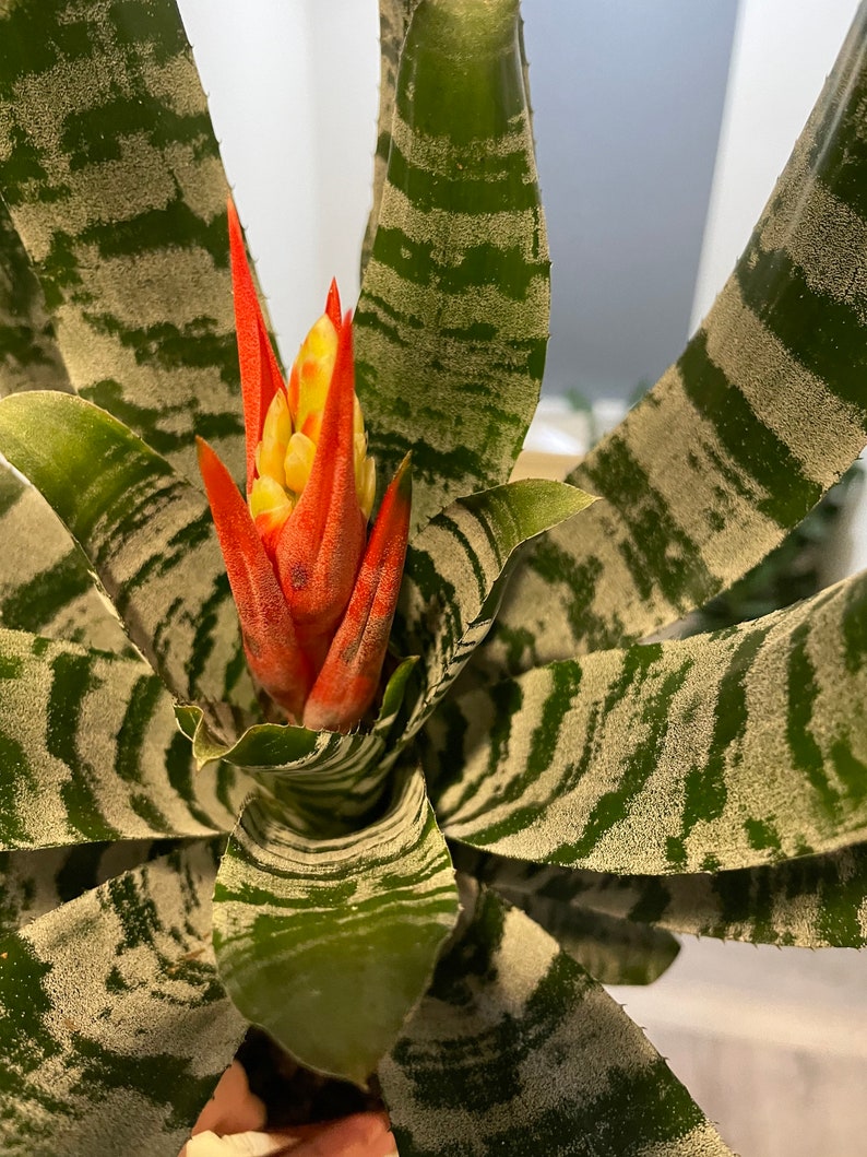 XL 1ft-Variegated Bromeliad easy care keep water in flower cup hard to find Rare Aechmea chantinii black-Rebecca image 4