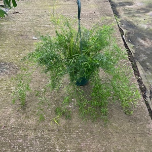XXL -2ft trailing  -Asparagus  densiflorous &#39;sprengeri&#39; fern—low  care , low light , air purifier,indoor outdoor-