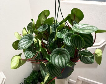 XXXl  -8 inch  pot - -Watermelon Peperomia-similar to photo not exact-similar to photo not exact . These are very large and full