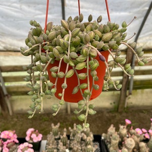 6 inch pot -string of watermelons-similar not exact