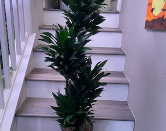 3 ft - Janet Craig Compacta Dracaena-ships with growers pot-similar to photo not exact . 3ft is measured from bottom of pot