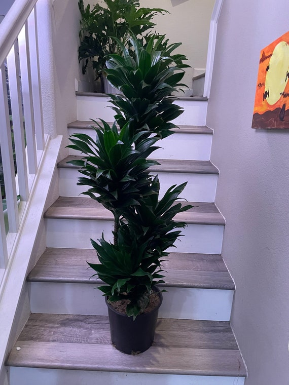 XL - 5ft tall Janet Craig Compacta Dracaena-ships with growers pot