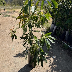 3 gallon GEM  Avocado -4-5 ft -not exact plant-this is just a sample please message for photos-grafted not seed grown/fruiting size