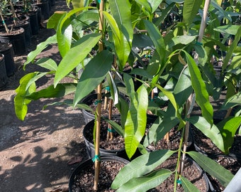 3 gallon potted exotic fruit -Garcinia humilis,achachairú ,achacha -3ft to 4ft tall tree-similar to mangosteen