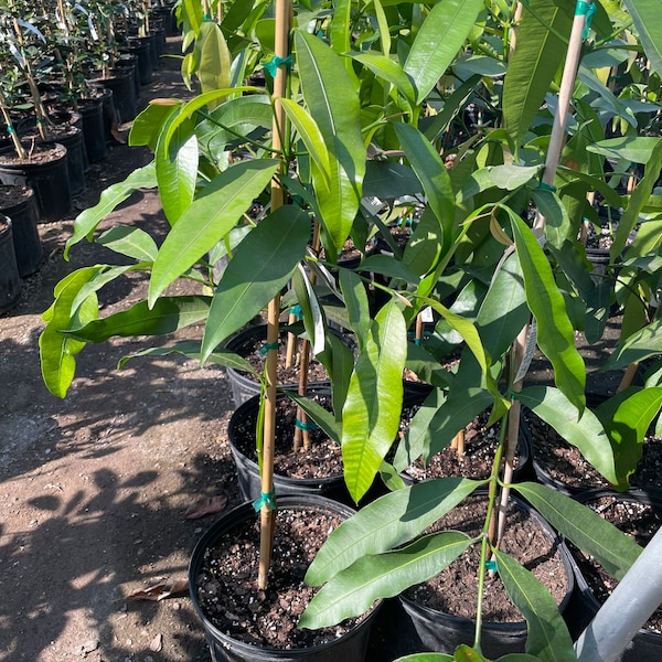 Mangosteen Tree Etsy