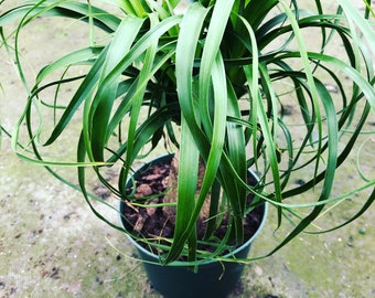 Large 1-2 ft tall- 6 inch pony tail palm -great for bonsai project -indoor or outdoor -low maintenance -ships bare root-pet friendly