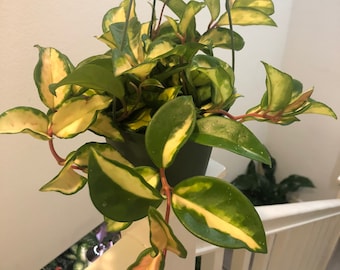 6 inch -highly variegated hard to find Hoya Krimson Princess, Hoya Carnosa Variegated-Tricolor hoya
