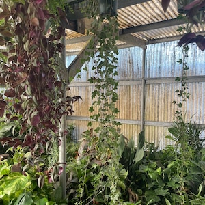 May include: A variety of green plants growing in a greenhouse setting. The plants are hanging from the ceiling and growing up the walls. The greenhouse has a corrugated metal roof and walls.