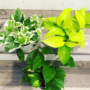 Starter Kit Bundle -3 4 inch potted Live pothos plants in growers pot -N Joy, Neon, Golden