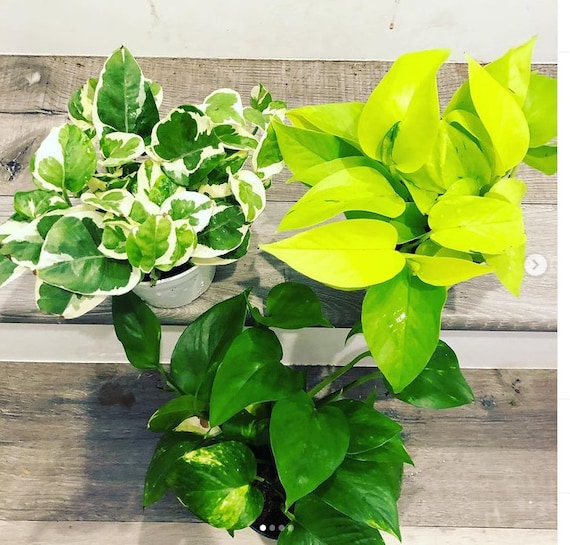 Starter Kit Bundle 3 4 Inch Potted Live Pothos Plants in Growers Pot N Joy,  Neon, Golden 