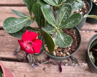 large blooms desert rose caudex bonsai starter -blooming red . Adenium Obesum