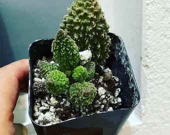 3  inch pot live plant -Rare Succulents - Adromischus marianae v. Herrei -Live Succulent Plant-ships prestressed (red)