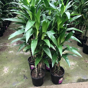 Dracaena Cinnabari - Etsy