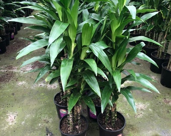 XL 3-4 ft Dracaena Fragrans - D. Massangeana Corn Plant-easy care , low light , low water-Dracaena  ‘Mona Lisa’, 10”  pot - Staggered height