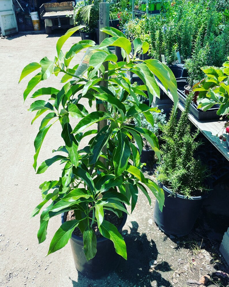 3 Gallon Jim Bacon Avocado 3 Ft Tall. Not Exact Plantthis is Just a