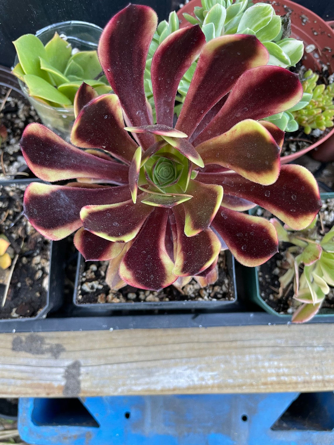 Large Rare Succulents aeonium Super Bang Rooted in Pot - Etsy