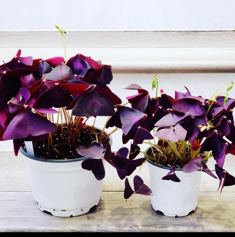 Purple or Green oxalis -Oxalis triangularis, commonly called false shamrock -different sizes -similar to photo not exact - colors vary