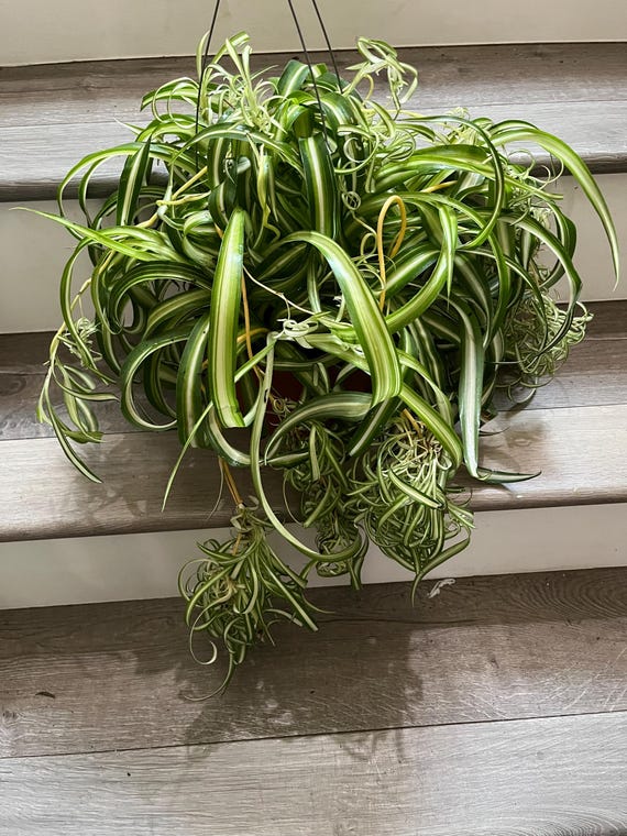 XL - Chlorophytum comosum, plante d'intrieur purifiante d'air 'Bonnie',  araigne frise en pot de 20 cm, frise panache, difficile  trouver dans  cette taille - Etsy France